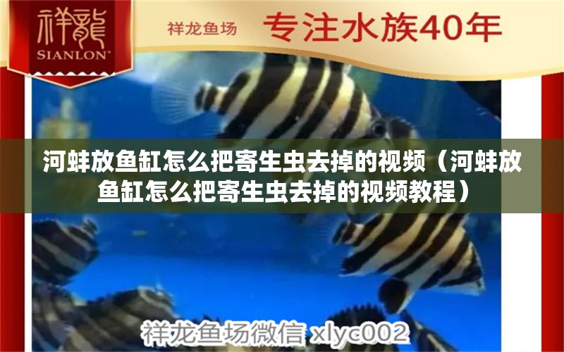 河蚌放魚(yú)缸怎么把寄生蟲(chóng)去掉的視頻（河蚌放魚(yú)缸怎么把寄生蟲(chóng)去掉的視頻教程）