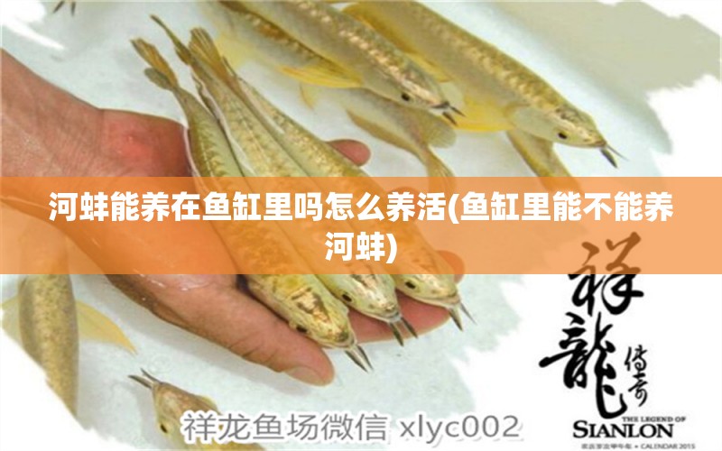 河蚌能養(yǎng)在魚缸里嗎怎么養(yǎng)活(魚缸里能不能養(yǎng)河蚌)