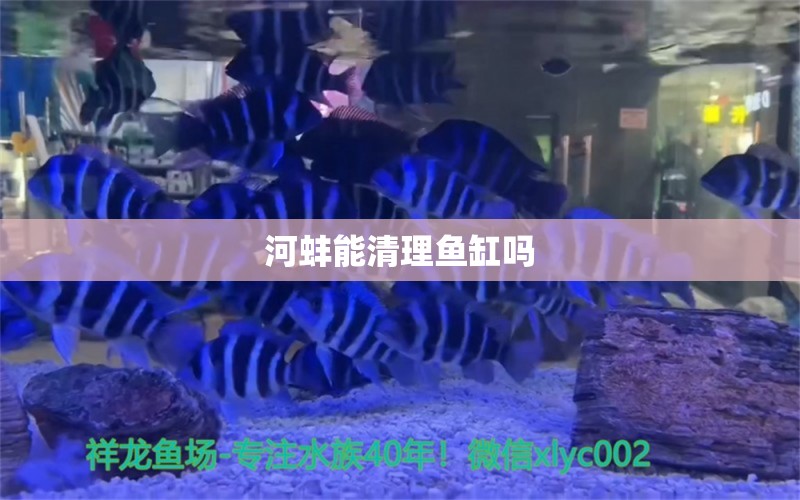 河蚌能清理魚缸嗎 祥龍魚場