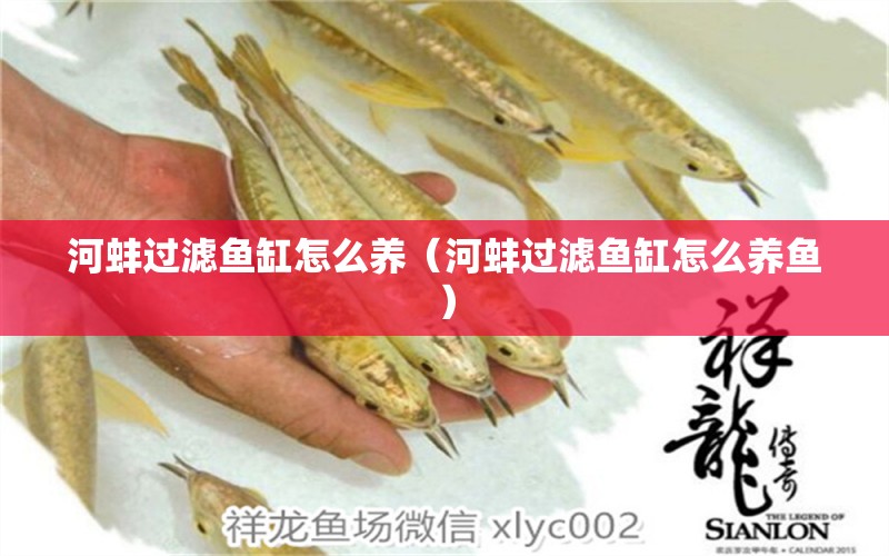 河蚌過濾魚缸怎么養(yǎng)（河蚌過濾魚缸怎么養(yǎng)魚）