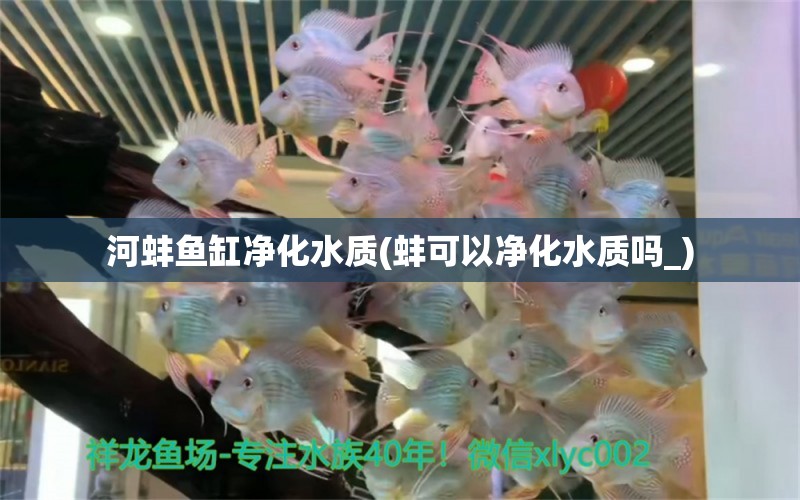 河蚌魚缸凈化水質(zhì)(蚌可以凈化水質(zhì)嗎_) 馬拉莫寶石魚苗