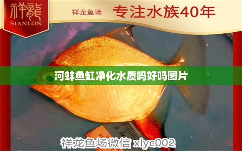 河蚌魚缸凈化水質嗎好嗎圖片