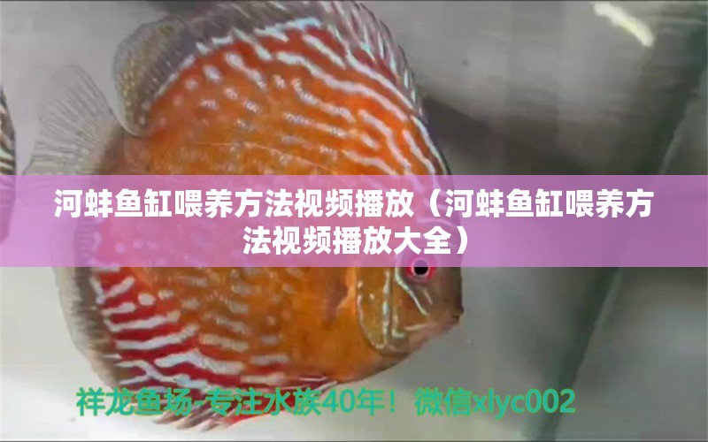 河蚌魚缸喂養(yǎng)方法視頻播放（河蚌魚缸喂養(yǎng)方法視頻播放大全） 戰(zhàn)車紅龍魚