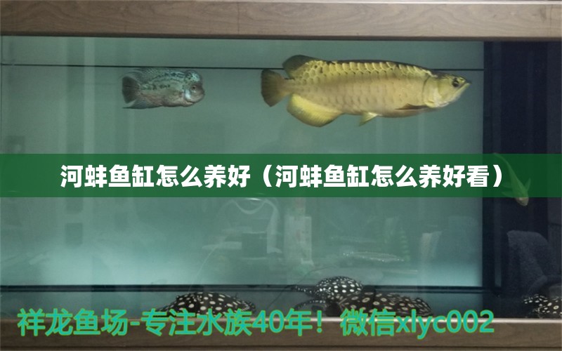 河蚌魚缸怎么養(yǎng)好（河蚌魚缸怎么養(yǎng)好看） 女王大帆魚苗