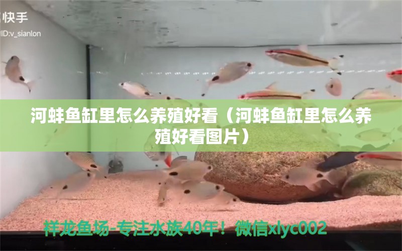 河蚌魚缸里怎么養(yǎng)殖好看（河蚌魚缸里怎么養(yǎng)殖好看圖片） 量子養(yǎng)魚技術(shù)