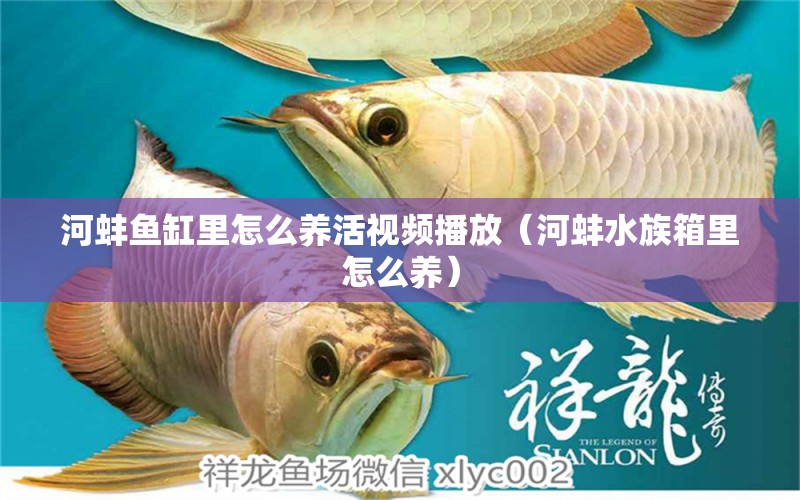 河蚌魚(yú)缸里怎么養(yǎng)活視頻播放（河蚌水族箱里怎么養(yǎng)）