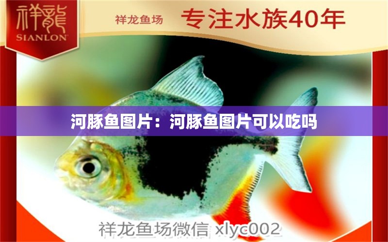 河豚魚圖片：河豚魚圖片可以吃嗎