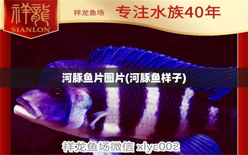 河豚魚片圖片(河豚魚樣子) 和尚魚