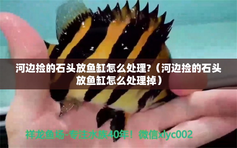 河邊撿的石頭放魚缸怎么處理?（河邊撿的石頭放魚缸怎么處理掉） 祥龍水族濾材/器材