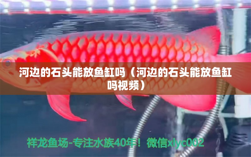 河邊的石頭能放魚缸嗎（河邊的石頭能放魚缸嗎視頻）