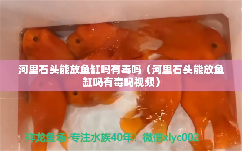 河里石頭能放魚缸嗎有毒嗎（河里石頭能放魚缸嗎有毒嗎視頻）