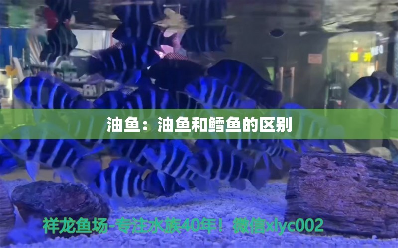 油魚：油魚和鱈魚的區(qū)別 白子球鯊魚