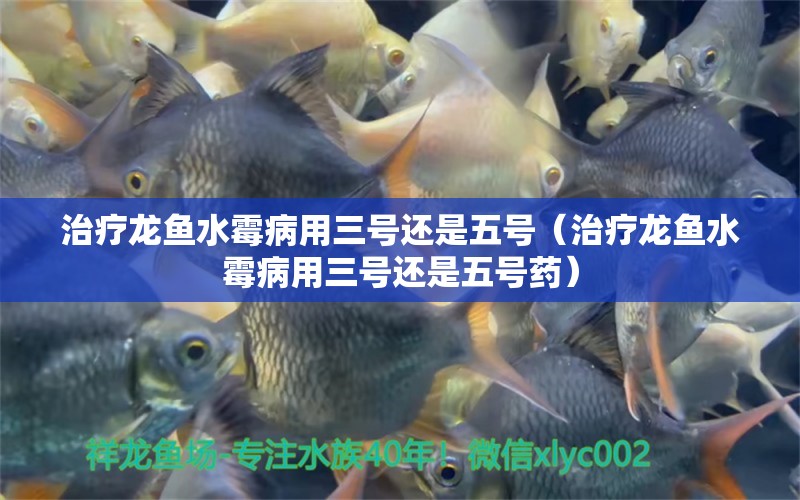 治療龍魚(yú)水霉病用三號(hào)還是五號(hào)（治療龍魚(yú)水霉病用三號(hào)還是五號(hào)藥） 龍魚(yú)疾病與治療