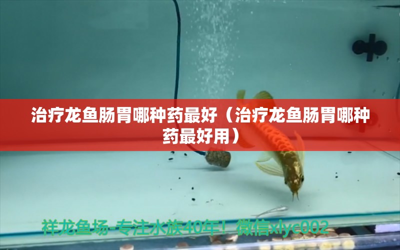 治療龍魚腸胃哪種藥最好（治療龍魚腸胃哪種藥最好用） 龍魚疾病與治療