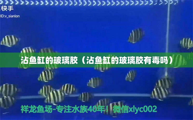 沾魚缸的玻璃膠（沾魚缸的玻璃膠有毒嗎） 魚缸等水族設(shè)備