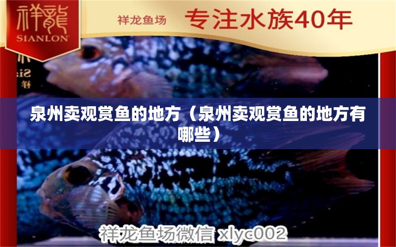 泉州賣觀賞魚的地方（泉州賣觀賞魚的地方有哪些） 祥龍水族醫(yī)院