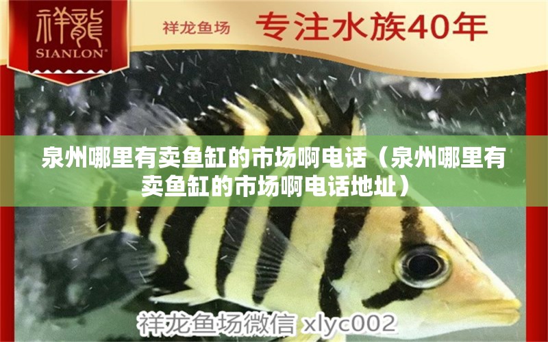 泉州哪里有賣魚缸的市場啊電話（泉州哪里有賣魚缸的市場啊電話地址）