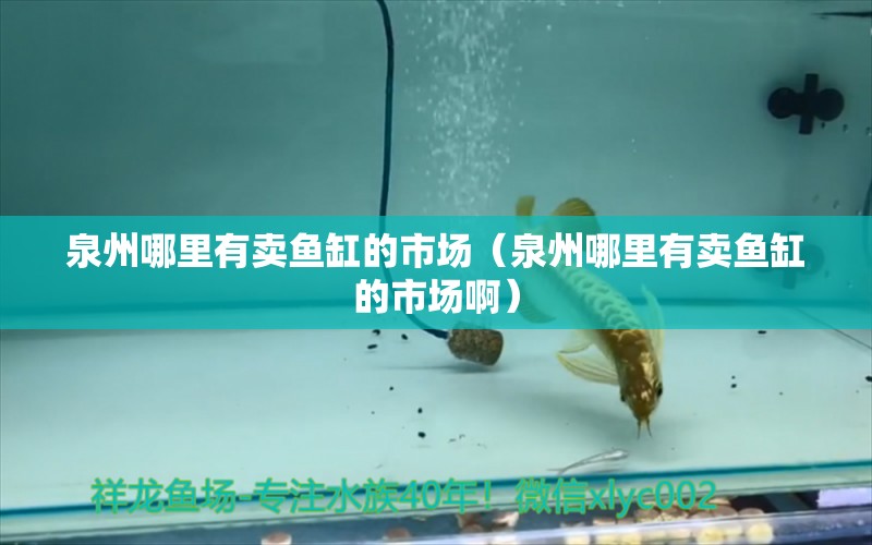 泉州哪里有賣魚缸的市場（泉州哪里有賣魚缸的市場?。?其他品牌魚缸