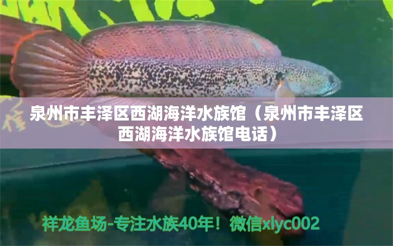 泉州市豐澤區(qū)西湖海洋水族館（泉州市豐澤區(qū)西湖海洋水族館電話） 全國水族館企業(yè)名錄