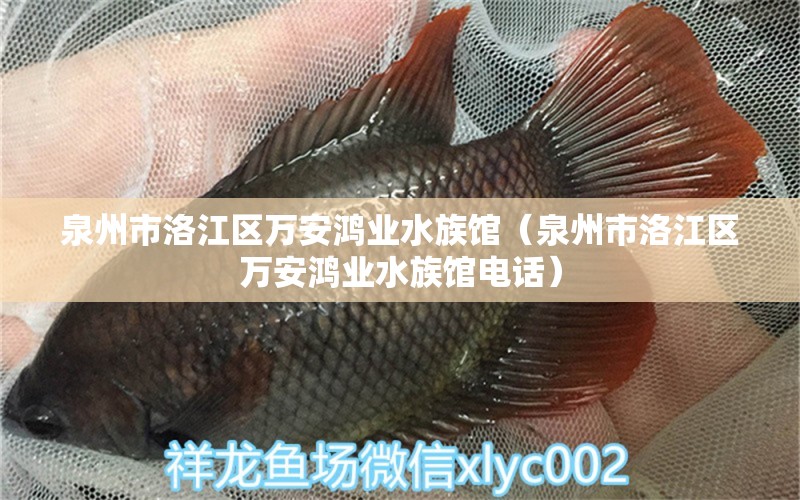 泉州市洛江區(qū)萬安鴻業(yè)水族館（泉州市洛江區(qū)萬安鴻業(yè)水族館電話） 全國水族館企業(yè)名錄