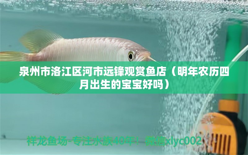 泉州市洛江區(qū)河市遠(yuǎn)鋒觀賞魚店（明年農(nóng)歷四月出生的寶寶好嗎）