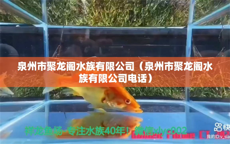 泉州市聚龍閣水族有限公司（泉州市聚龍閣水族有限公司電話）