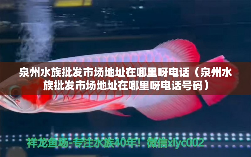 泉州水族批發(fā)市場(chǎng)地址在哪里呀電話（泉州水族批發(fā)市場(chǎng)地址在哪里呀電話號(hào)碼） 觀賞魚(yú)水族批發(fā)市場(chǎng)