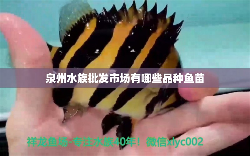 泉州水族批發(fā)市場(chǎng)有哪些品種魚苗 觀賞魚水族批發(fā)市場(chǎng)