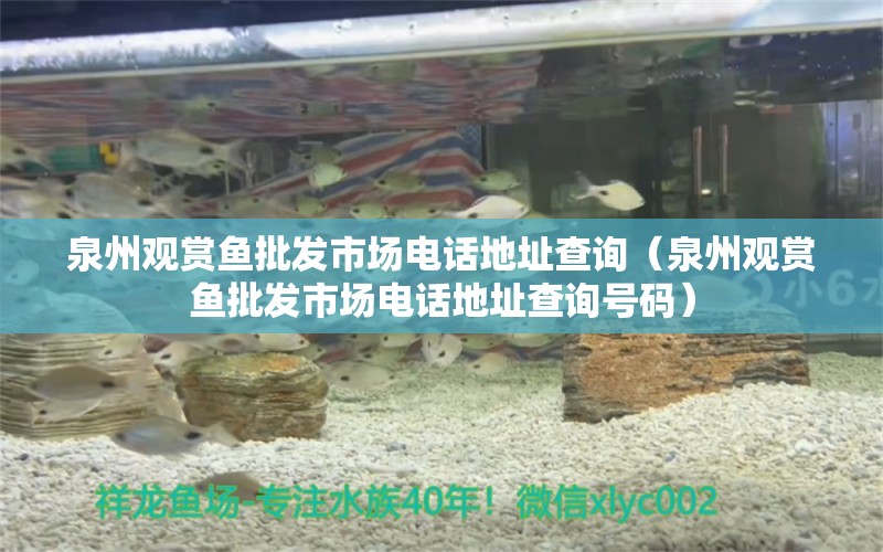 泉州觀賞魚批發(fā)市場電話地址查詢（泉州觀賞魚批發(fā)市場電話地址查詢號碼）