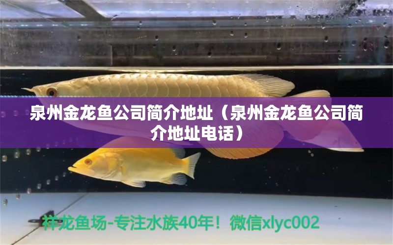 泉州金龍魚公司簡介地址（泉州金龍魚公司簡介地址電話）