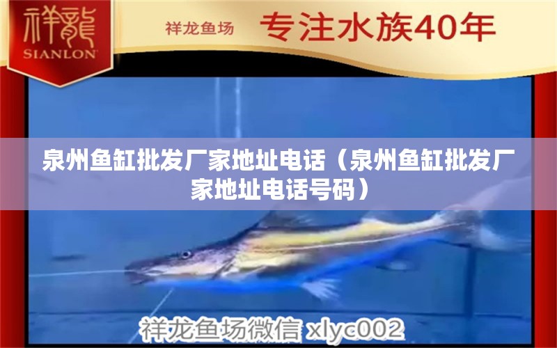 泉州魚缸批發(fā)廠家地址電話（泉州魚缸批發(fā)廠家地址電話號碼） 祥龍進口元寶鳳凰魚