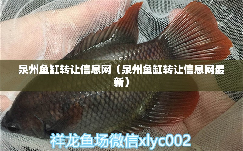 泉州魚缸轉(zhuǎn)讓信息網(wǎng)（泉州魚缸轉(zhuǎn)讓信息網(wǎng)最新） 白子銀版魚