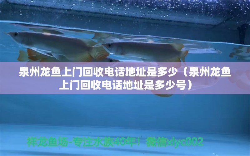 泉州龍魚上門回收電話地址是多少（泉州龍魚上門回收電話地址是多少號） 紅尾平克魚