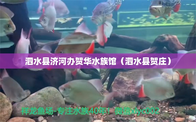 泗水縣濟(jì)河辦賀華水族館（泗水縣賀莊）