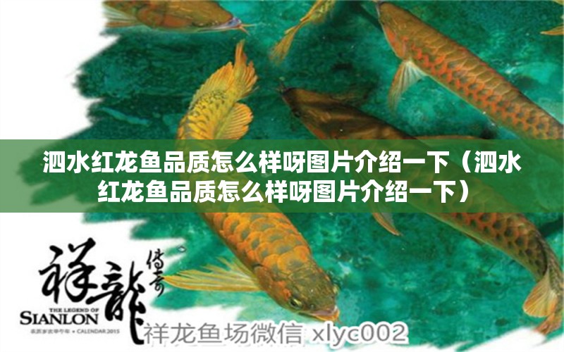 泗水紅龍魚品質(zhì)怎么樣呀圖片介紹一下（泗水紅龍魚品質(zhì)怎么樣呀圖片介紹一下）