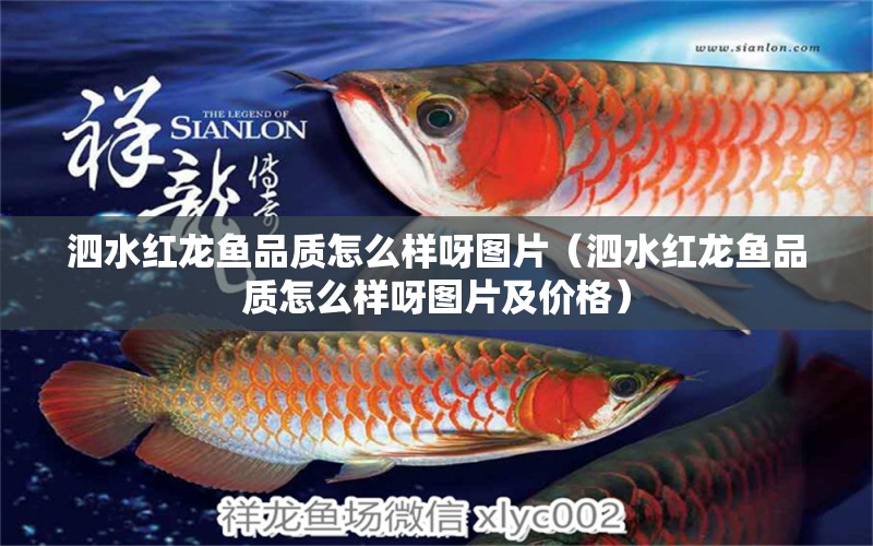 泗水紅龍魚品質(zhì)怎么樣呀圖片（泗水紅龍魚品質(zhì)怎么樣呀圖片及價格） 泗水龍魚