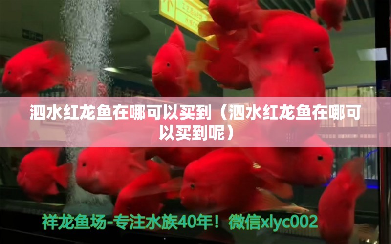 泗水紅龍魚在哪可以買到（泗水紅龍魚在哪可以買到呢）