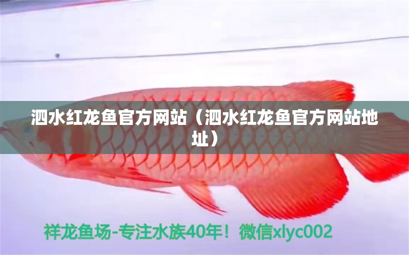 泗水紅龍魚官方網(wǎng)站（泗水紅龍魚官方網(wǎng)站地址）