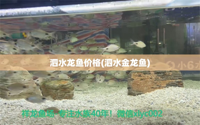 泗水龍魚價格(泗水金龍魚) 泗水龍魚