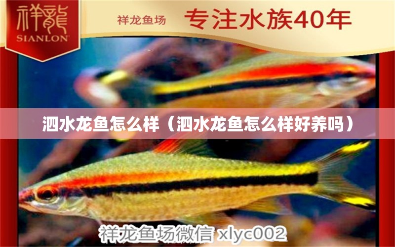 泗水龍魚(yú)怎么樣（泗水龍魚(yú)怎么樣好養(yǎng)嗎） 泗水龍魚(yú)