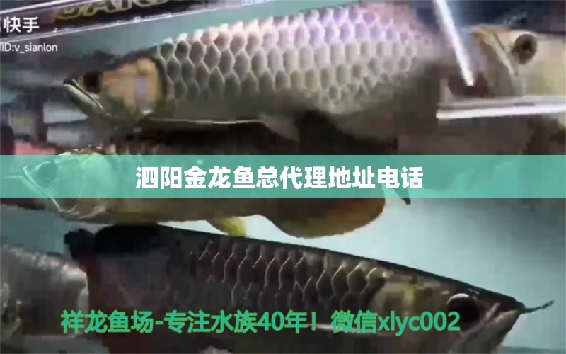 泗陽金龍魚總代理地址電話  祥龍龍魚專用水族燈