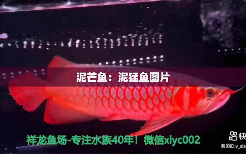 泥芒魚：泥猛魚圖片