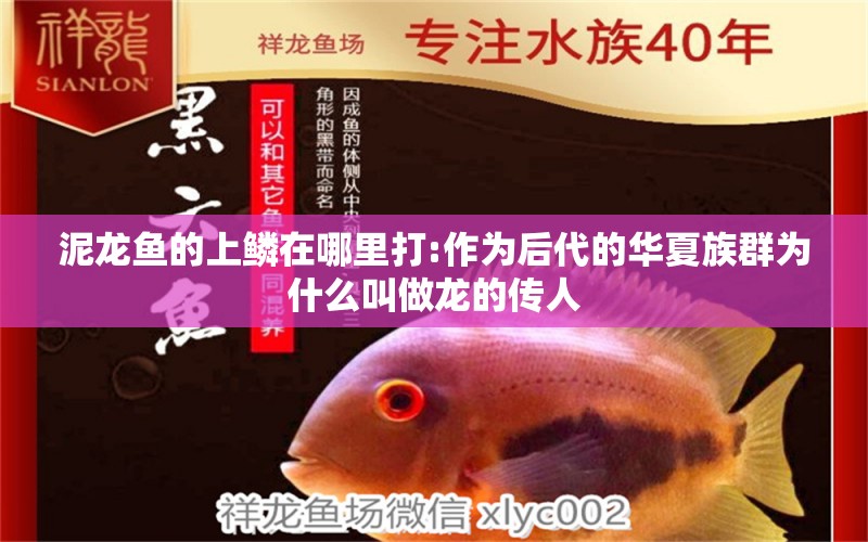 泥龍魚的上鱗在哪里打:作為后代的華夏族群為什么叫做龍的傳人