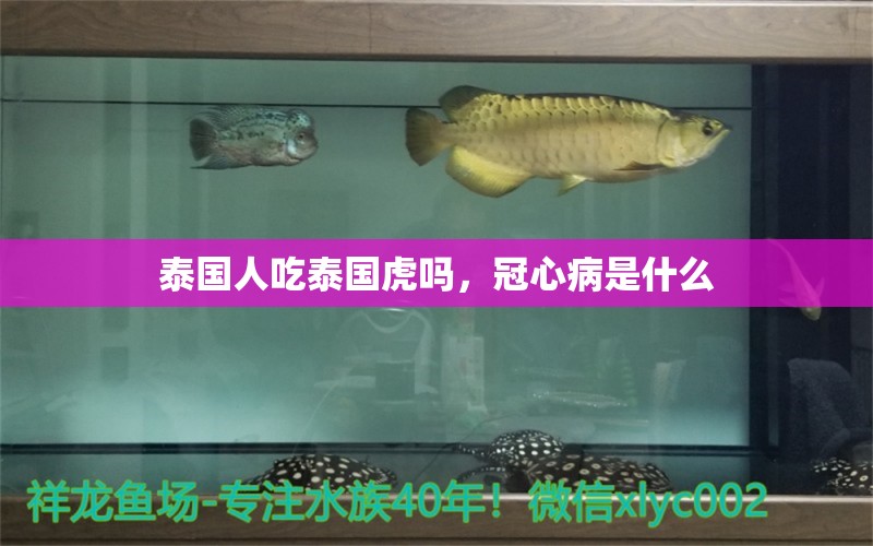 泰國人吃泰國虎嗎，冠心病是什么 觀賞魚