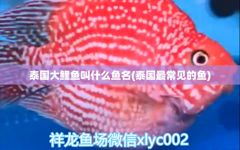 泰國大鯉魚叫什么魚名(泰國最常見的魚) 白化巴西龜（白巴）