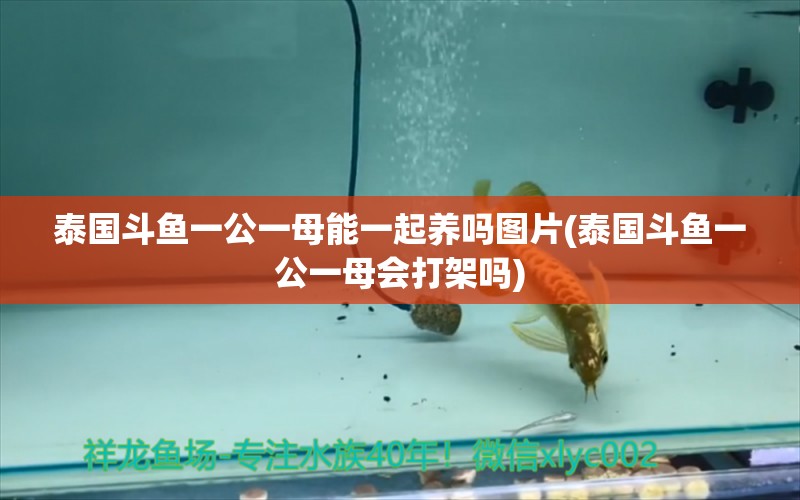 泰國斗魚一公一母能一起養(yǎng)嗎圖片(泰國斗魚一公一母會打架嗎) 泰國斗魚 第1張