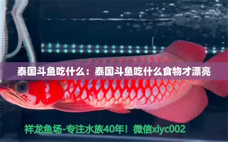 泰國斗魚吃什么：泰國斗魚吃什么食物才漂亮 泰國斗魚