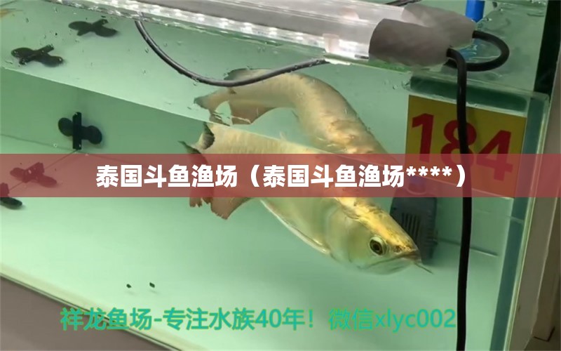 泰國斗魚漁場（泰國斗魚漁場****）