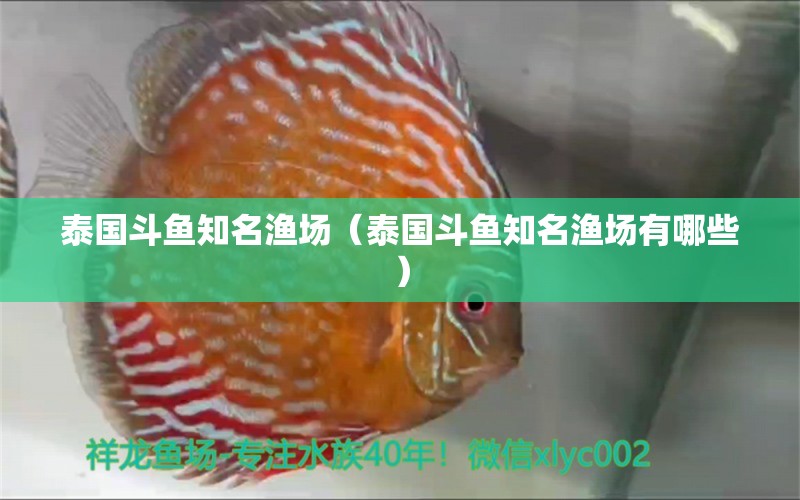 泰國斗魚知名漁場（泰國斗魚知名漁場有哪些） 泰國斗魚