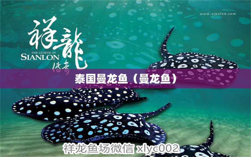 泰國(guó)曼龍魚(yú)（曼龍魚(yú)）